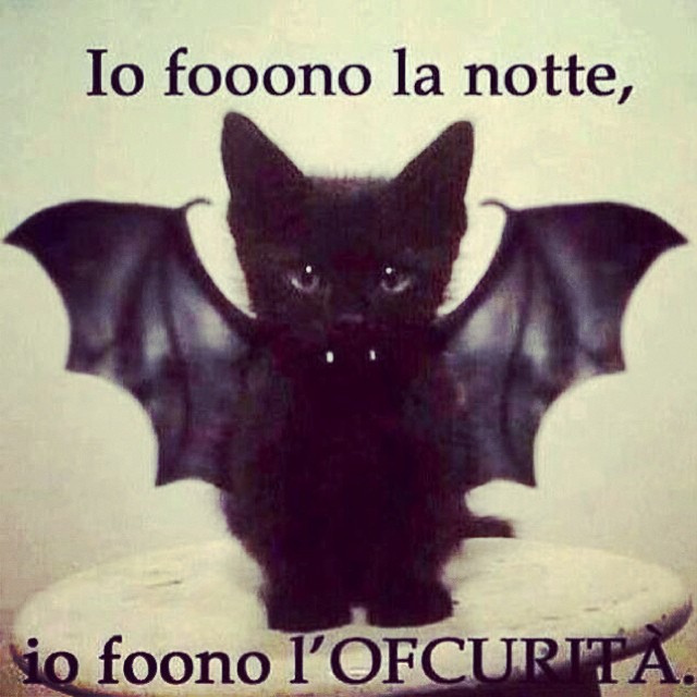 gatto nero