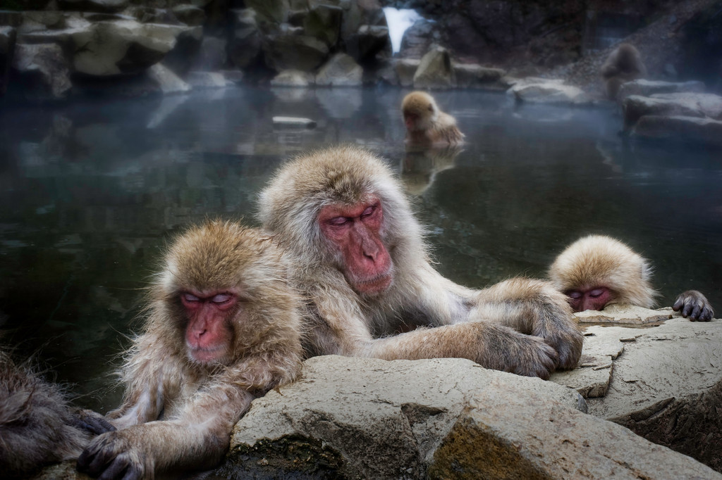 hdr-sleeping-snow-monkeys