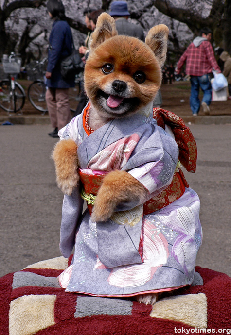 kimono dog