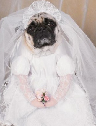 cane vestito da sposa