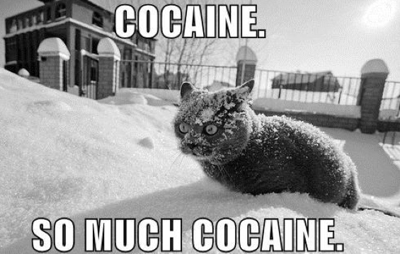 gatto cocaina