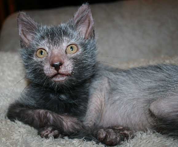 lykoi razza gatto mannaro