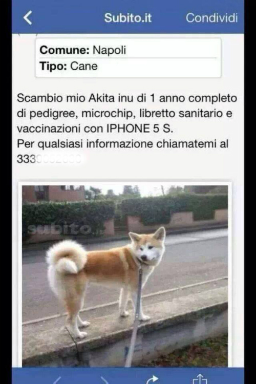 subito.it annunci cane