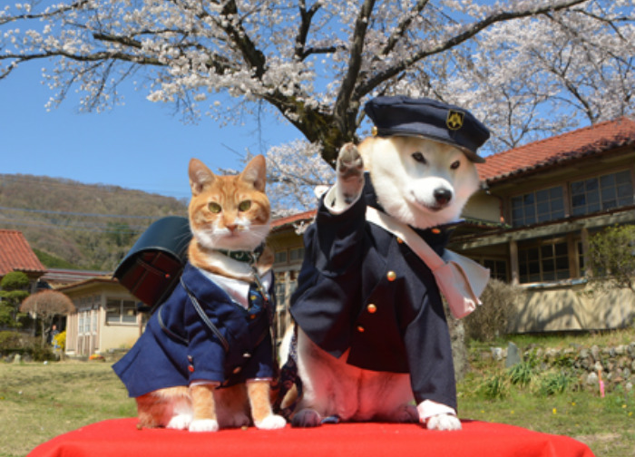 Kikuchiyo shiba inu