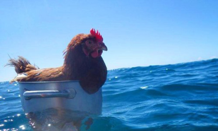gallina