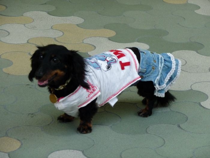 harajuku style dog