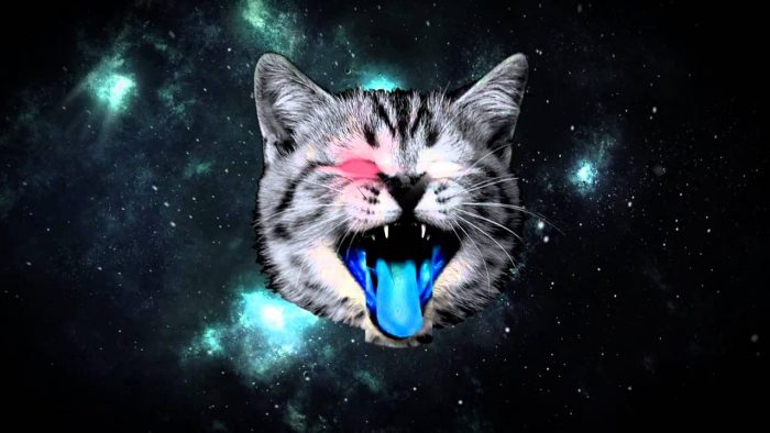 gatto nello spazio