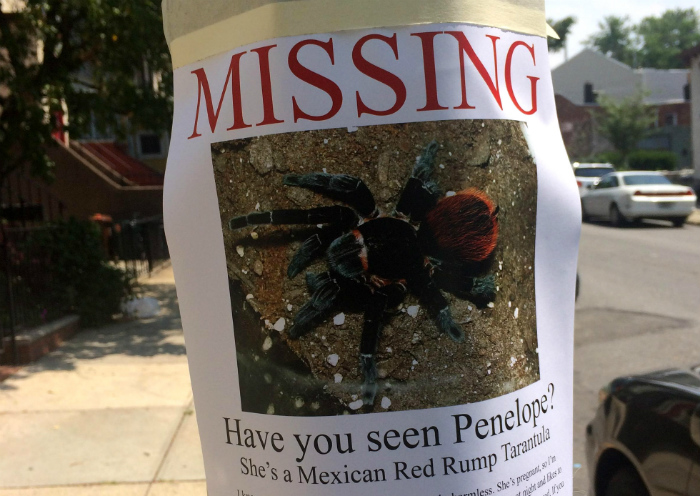 missing tarantula